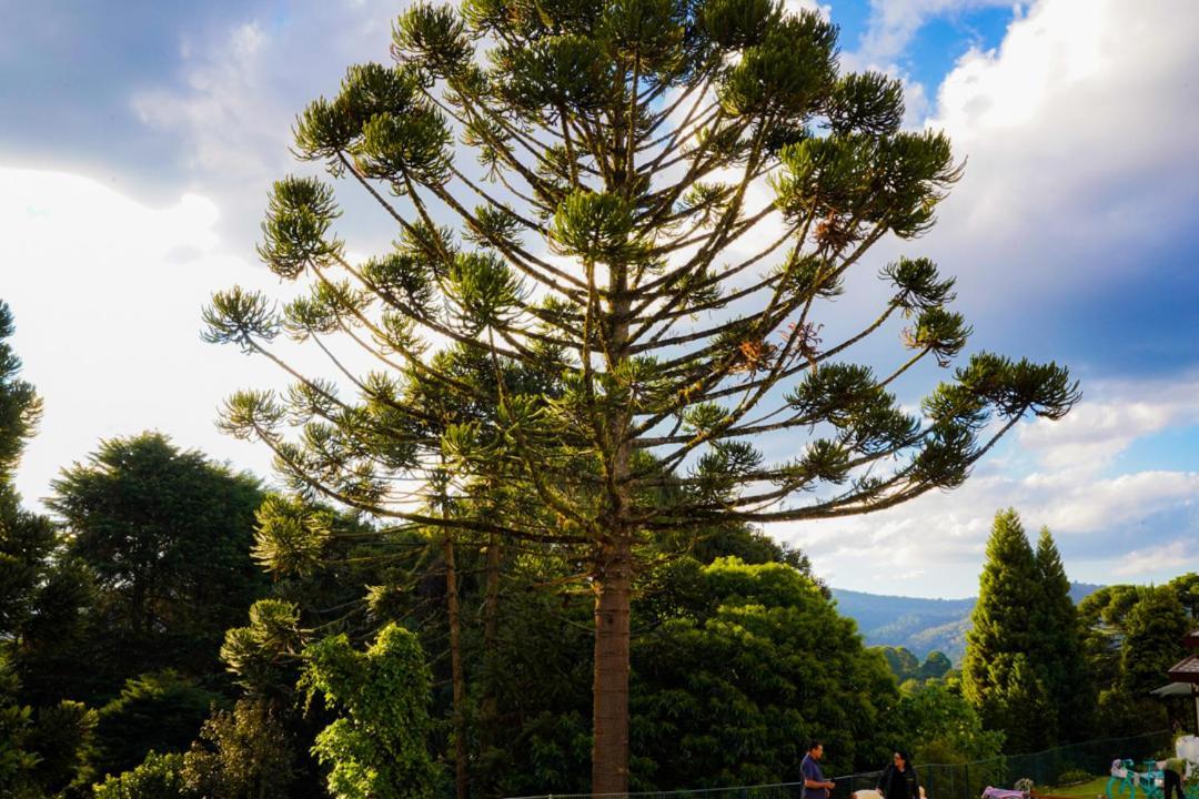 Pousada Hortela Campos do Jordao Exterior photo
